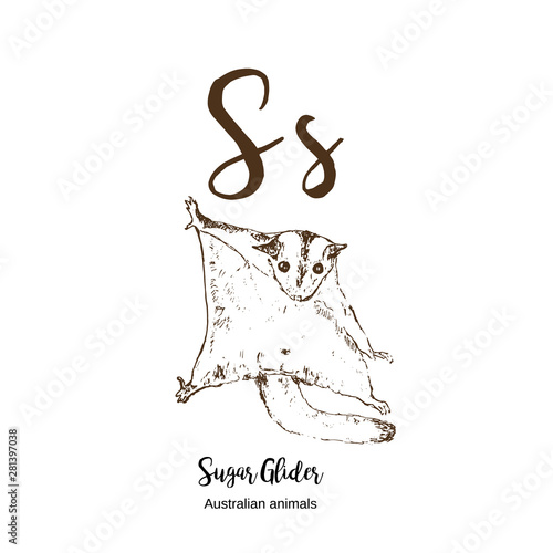 Sugar glider, A to z, alphabet sketch australian animals drawing vector illustration. Vintage hand drawn with lettering. Letter S for sugar glider. ABC.