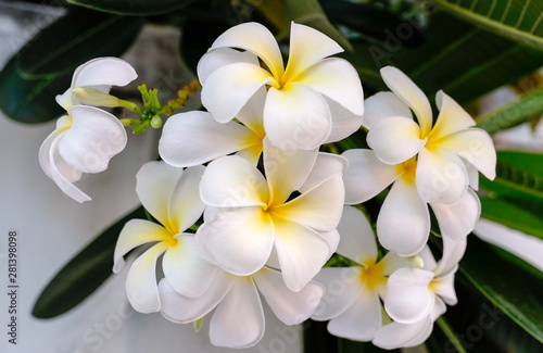 Close up white plumeria flowers or Leelawadee called in Thai, frangipani tropical blooming on tree , spa flower in Thailand