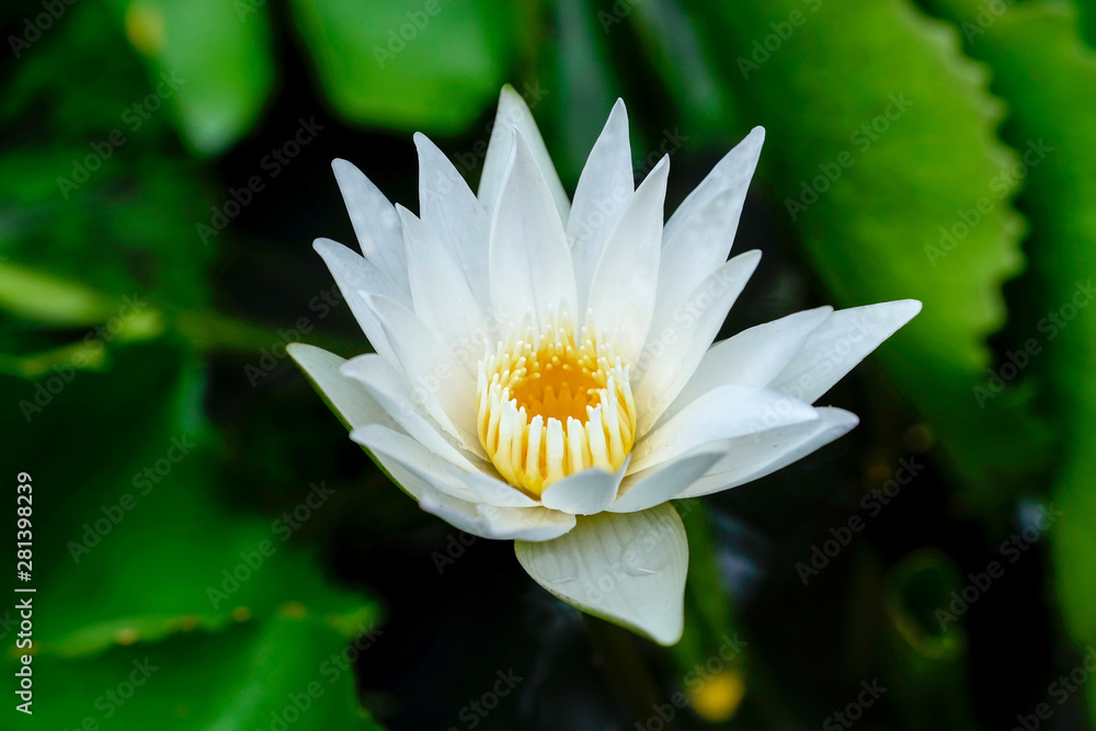 Soft blur focus to lotus flower white lotus flower on the pond or lake on lotus green leaves background, in Thailand. Soft blur focus to lotus flower white lotus flower on the pond or lake on lotus green leaves background, in Thailand.
