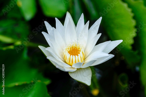 Soft blur focus to lotus flower white lotus flower on the pond or lake on lotus green leaves  background  in Thailand.