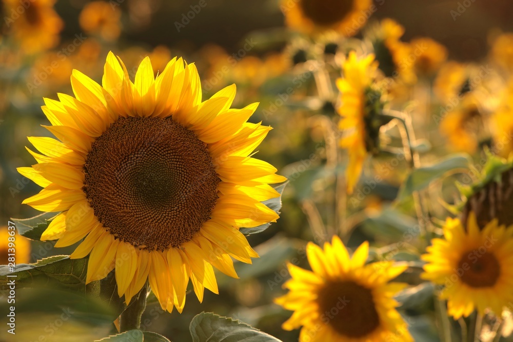 Fototapeta premium Sunflower - Helianthus annuus in the field at dusk