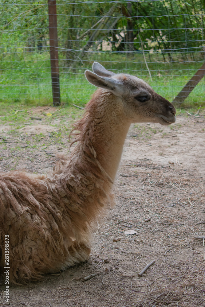 beige lama in profile on a farm