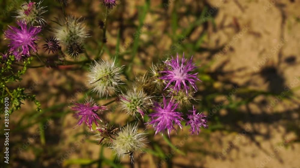 Cute purple steppe flower is swinging because of the blowing wind, close-up Cute purple steppe flower is swinging because of the blowing wind, close-up