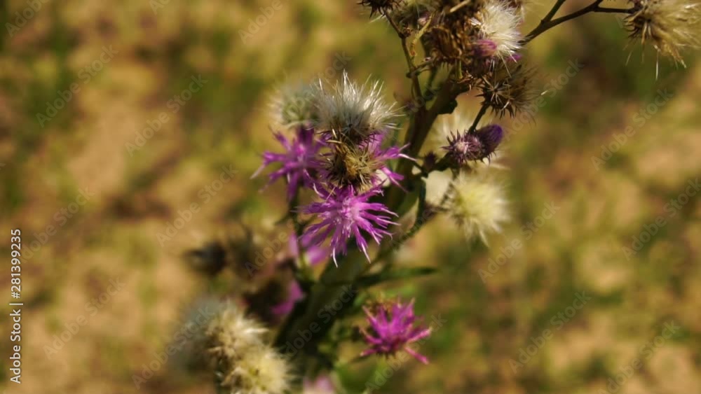 Cute purple steppe flower is swinging because of the blowing wind, close-up Stock ビデオ | Adobe Stock 