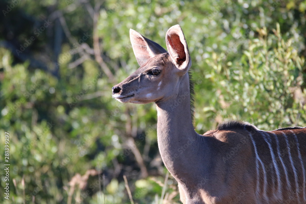 Kudu looking out