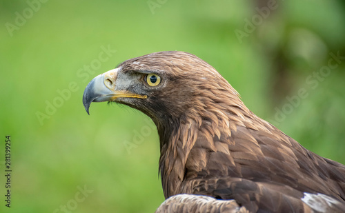   guilas cabezas plumas picos rapaces ojos vista 