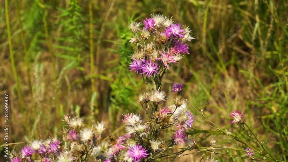 Cute purple steppe flower is swinging because of the blowing wind, close-up Cute purple steppe flower is swinging because of the blowing wind, close-up