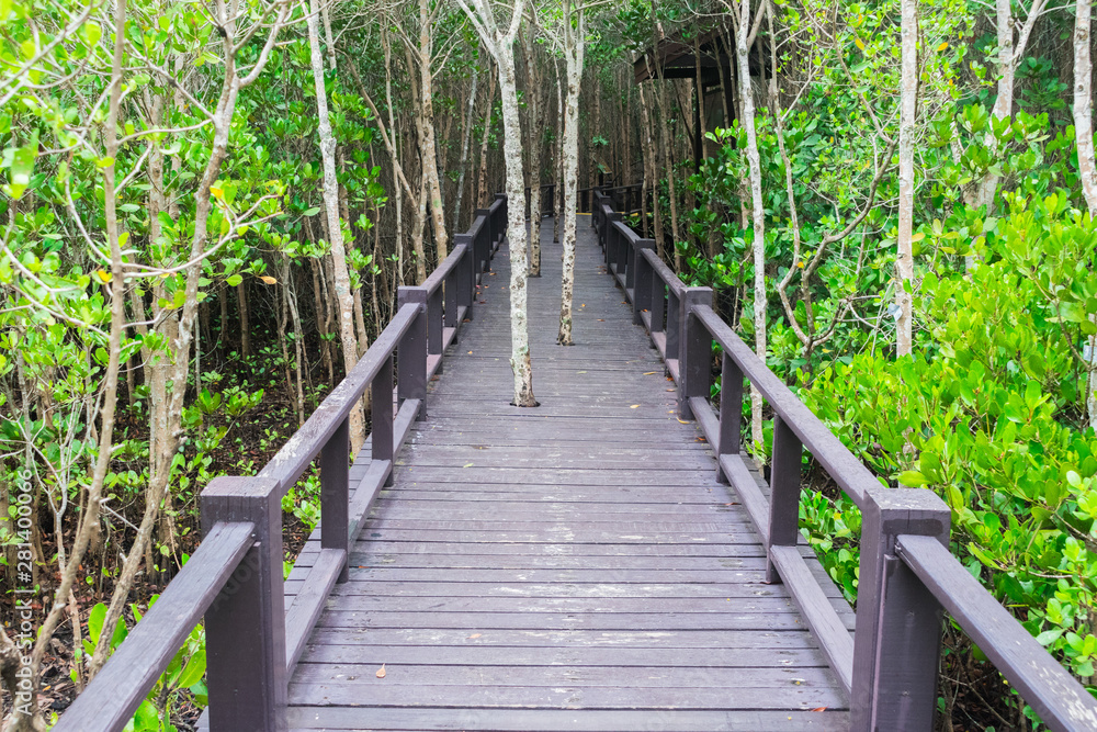 Long wood bridge or wooden walkway with mangrove trees and green leaves in the mangrove forest of Thailand