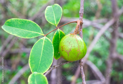 Wallpaper Mural Green fruit of Xylocarpus moluccensis (Lamk) M.Roem on tree in the mangrove forest of Thailand Torontodigital.ca