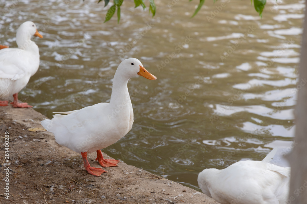 Close up Pekin or White Pekin ducks are standing along the canal and having a water background in the canal.