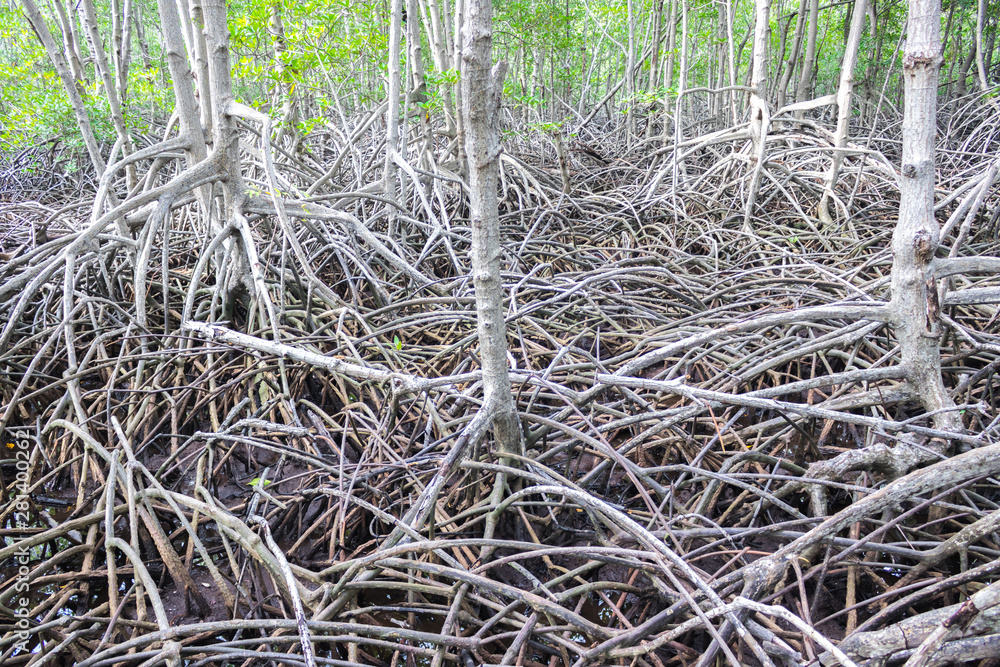 Pattern of Prop roots or Buttress roots of the mangrove tree ...