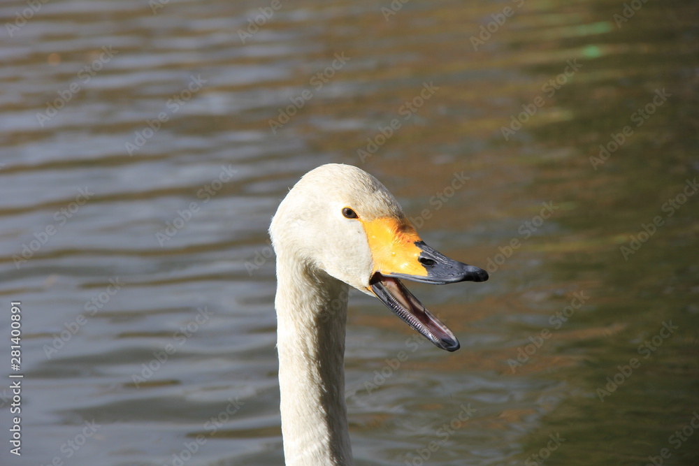 クチバシを開けた白鳥の頭部(宮城県) クチバシを開けた白鳥の頭部(宮城県)
