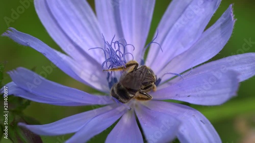 Macro of a wild bee Andrena wilkella collecting a pollen and nectar in a blue chicory flower Cichorium intybus on a summer lawn in the foothills of the North Caucasus photo