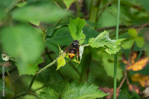 Yellow Legged Hornet on Leaf in Springtime © Erik