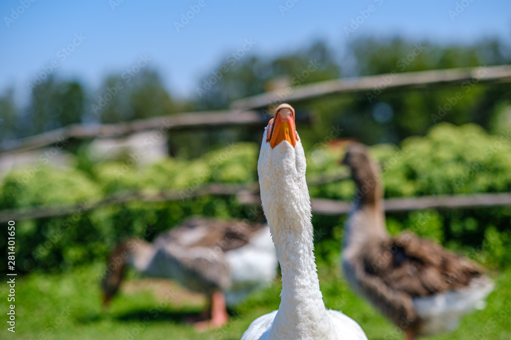 Fototapeta premium country goose and ducks walking in the garden