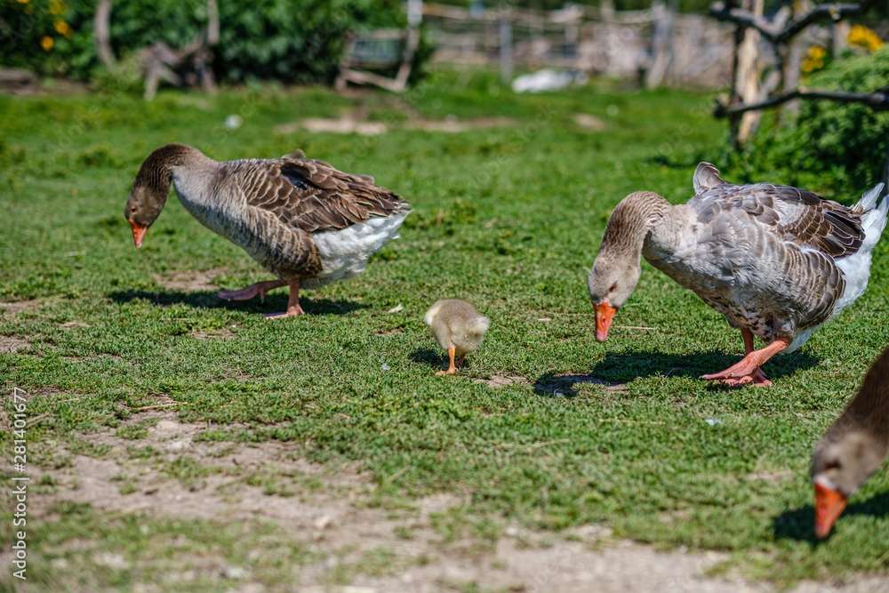 country goose and ducks walking in the garden country goose and ducks walking in the garden