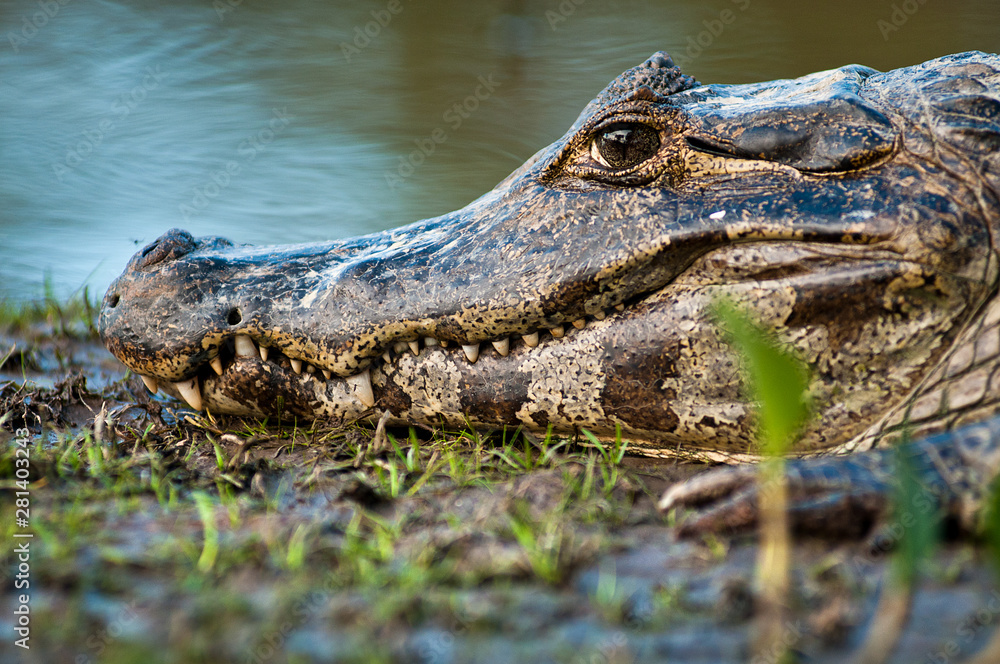 Obraz premium Jacaré