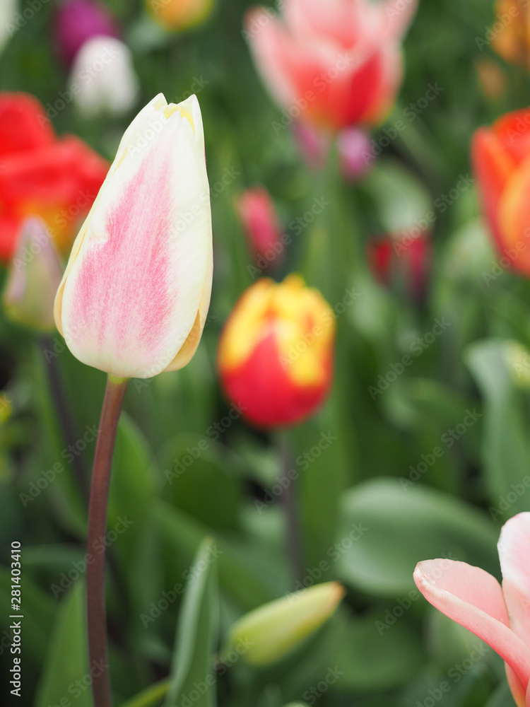 Beautiful tulips in spring Symbol of the country of the Netherlands Beautiful tulips in spring Symbol of the country of the Netherlands