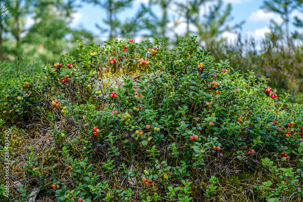 lingonberries cranberries on green moss in forest near dry tree stomps