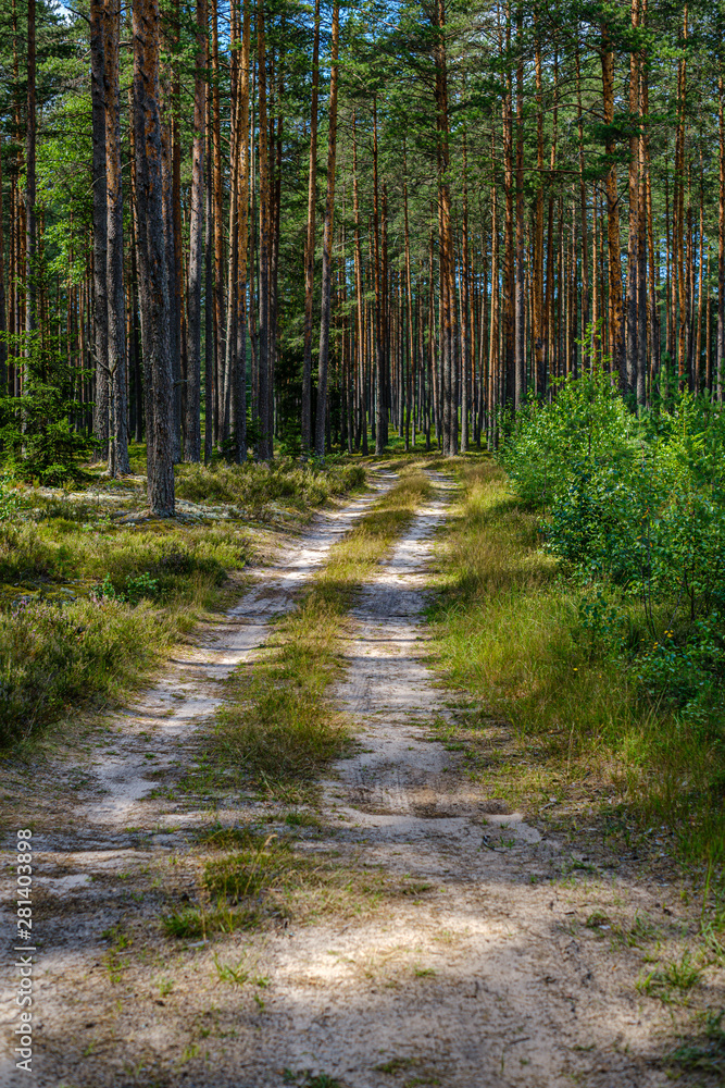 Fototapeta premium pine tree forest with tree trunks and gravel road