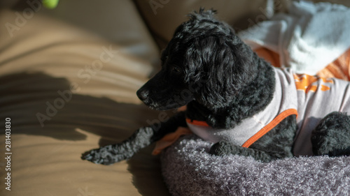 A dog lying on its stomach, a black poodle.