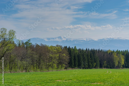 spring landscape. Field of sown oats, forest and mountains.