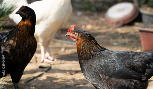 Native chicken grown on rural farms with eco-friendly farming methods