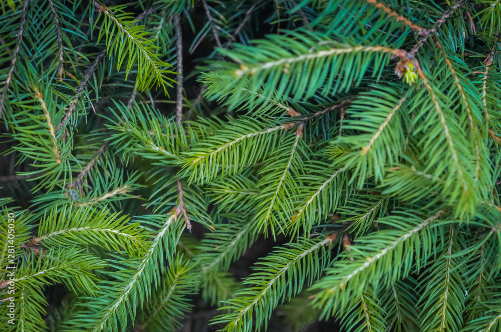green fir tree branches