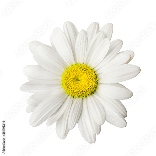 Daisy isolated on white background © savojr