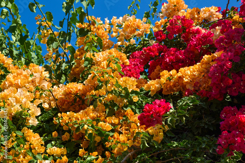 Beautiful red and pink flowers on the bushes  street bushes in Oludeniz  Turkey