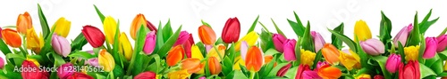 Colorful tulips on white background photo