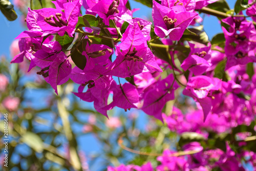 Blooming pink oleander flowers or nerium in garden. Selective focus. Blossom spring, exotic summer, sunny woman day concept