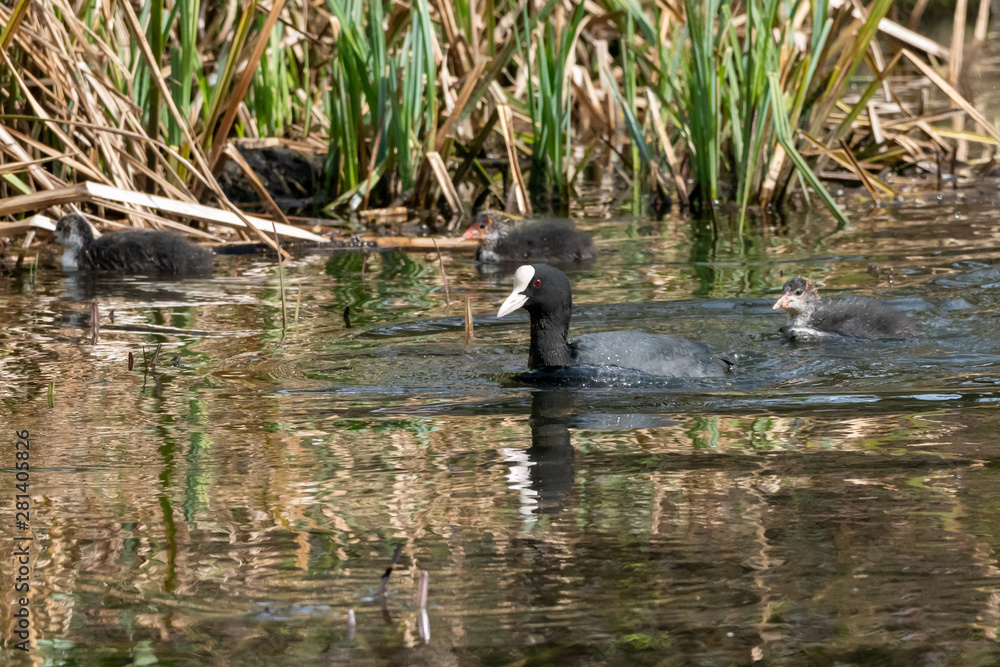 Coot (Fulica atra), taken in the UK Coot (Fulica atra), taken in the UK