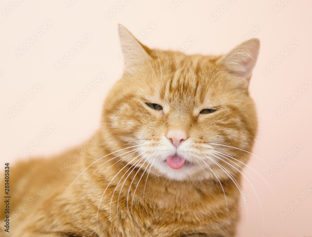 Lovely cat looking somewhere and showing its tongue. Lovely cat looking somewhere and showing its tongue.