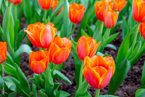 orange tulip flowers in the garden 