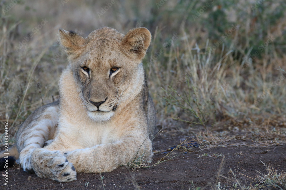 Fototapeta premium Myślący lew