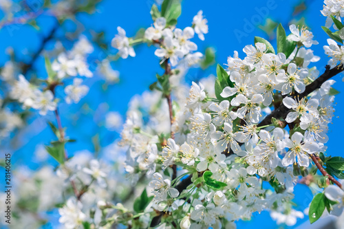 Flowers of cherry tree close up. © antonina
