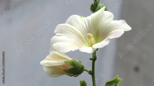 Whit mallow flowers close up