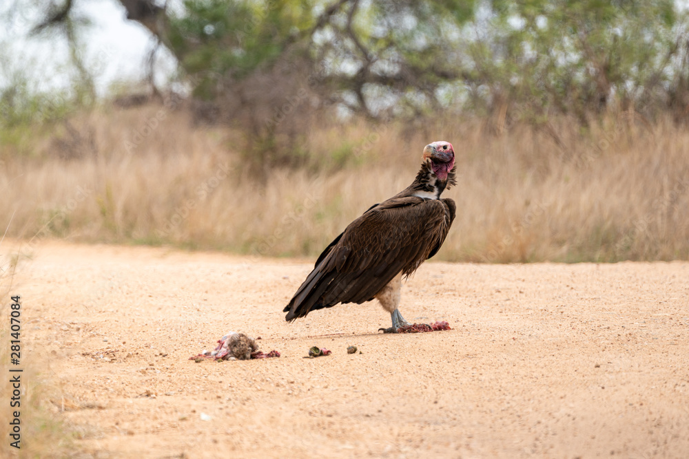 Fototapeta premium Lappet-Faced Vulture (Torgos tracheliotus)