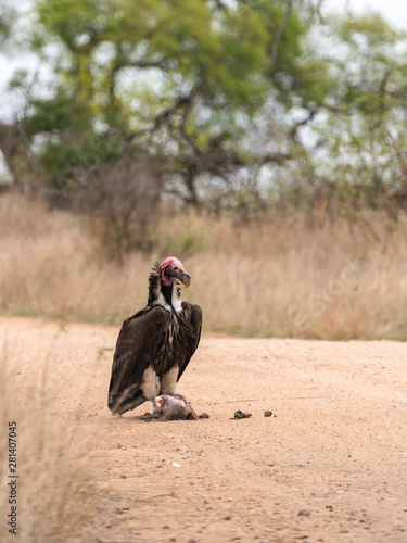 Lappet-Faced Vulture (Torgos tracheliotus) photo