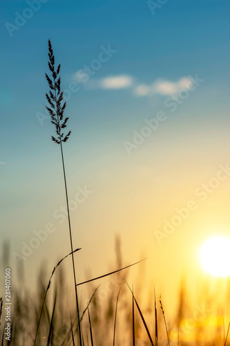 Grass background on the summer sunset . Bright natural bokeh. Soft focus. Vertical view.