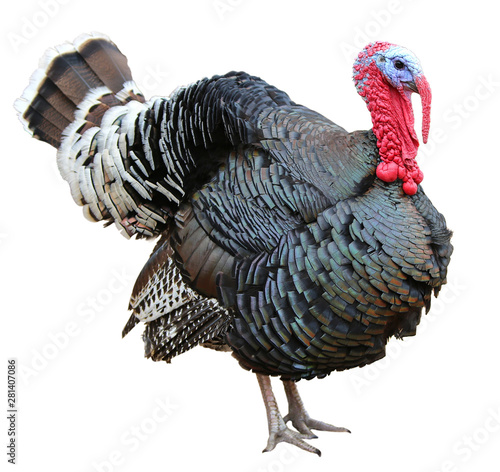 Colorful turkey isolated on the white background photo