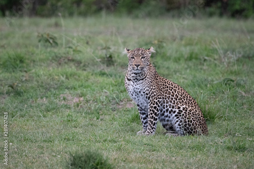 Leopard sitting in Grass