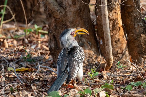 Southern Yellow-Billed Hornbill (Tockus leucomelas)