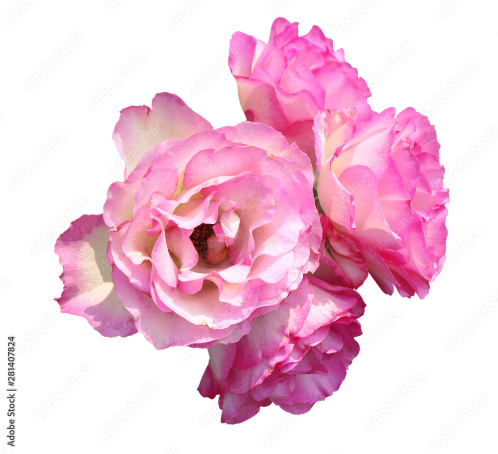 Beautiful pink rose isolated on white background