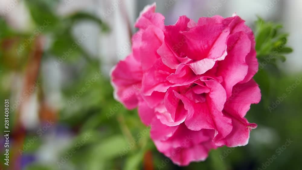 Red geranium or pelargonia flower, close up Red geranium or pelargonia flower, close up
