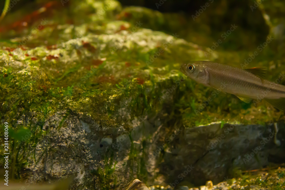 熱帯魚と苔 熱帯魚と苔