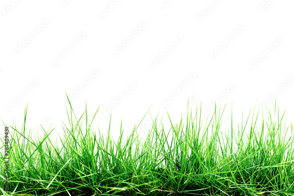 Obraz premium Grass isolated on white background