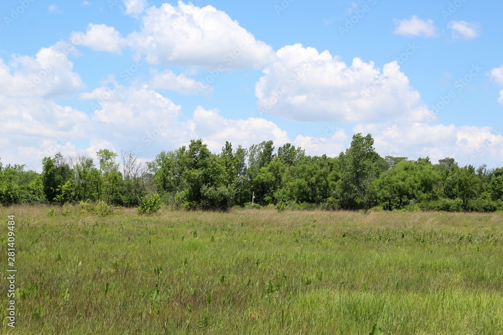 The beautiful summer landscape in the countryside.