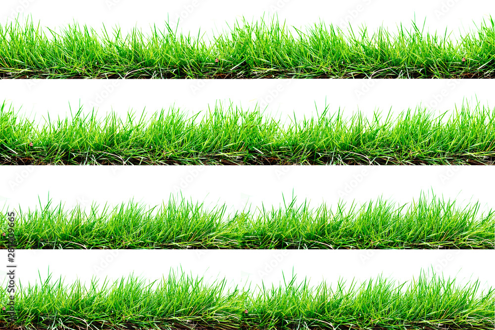 Fototapeta Grass isolated on white background